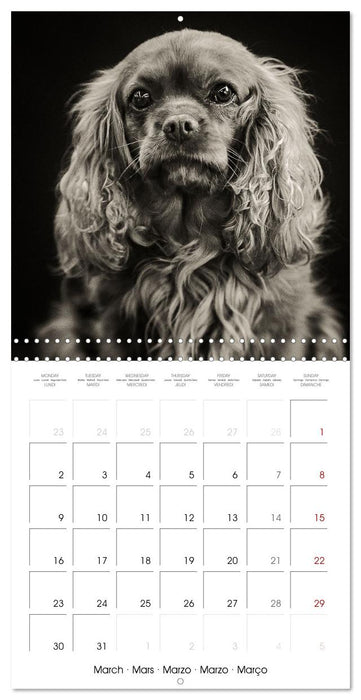 Portraits canins (CALVENDO Calendrier mensuel 2026)