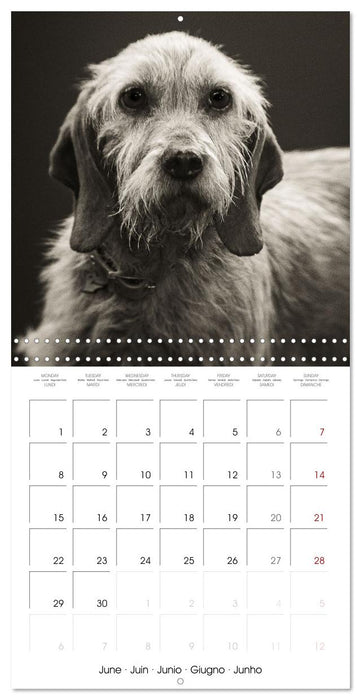 Portraits canins (CALVENDO Calendrier mensuel 2026)
