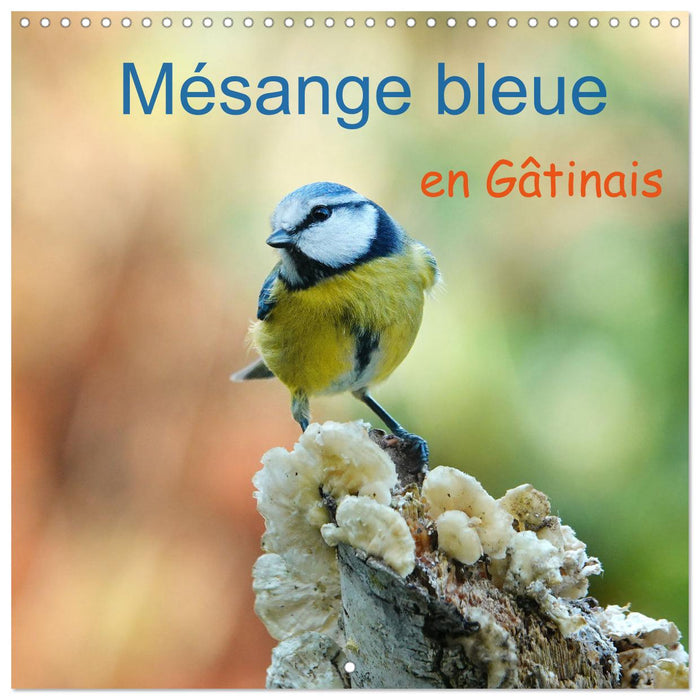 Mésange bleue en Gâtinais (CALVENDO Calendrier mensuel 2026)