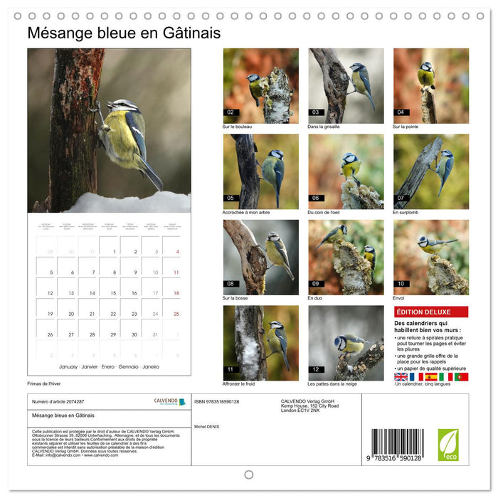 Mésange bleue en Gâtinais (CALVENDO Calendrier mensuel 2026)