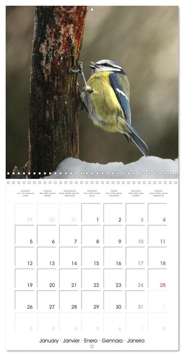 Mésange bleue en Gâtinais (CALVENDO Calendrier mensuel 2026)