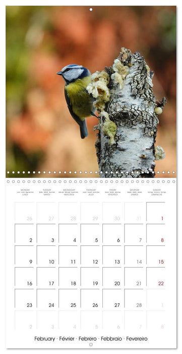 Mésange bleue en Gâtinais (CALVENDO Calendrier mensuel 2026)