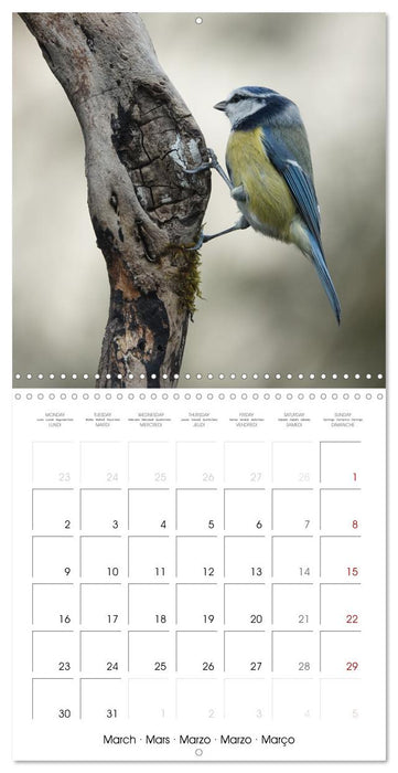 Mésange bleue en Gâtinais (CALVENDO Calendrier mensuel 2026)