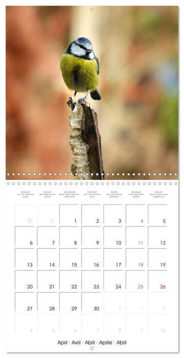 Mésange bleue en Gâtinais (CALVENDO Calendrier mensuel 2026)