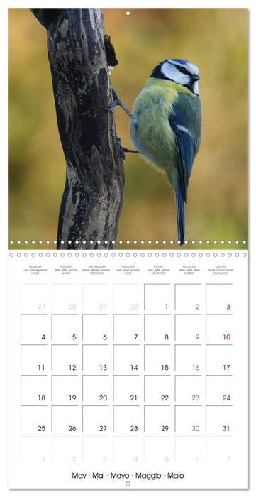 Mésange bleue en Gâtinais (CALVENDO Calendrier mensuel 2026)