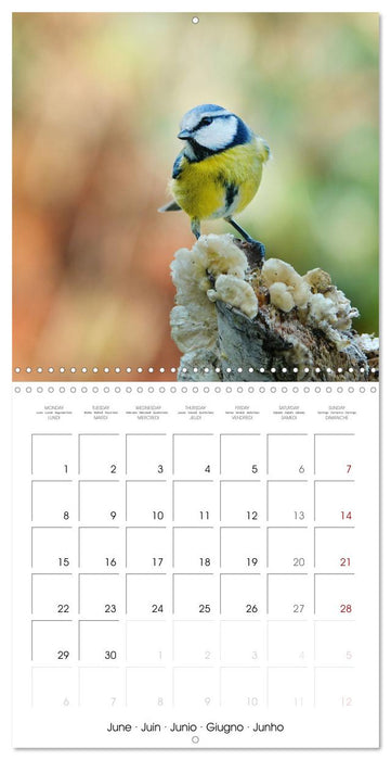 Mésange bleue en Gâtinais (CALVENDO Calendrier mensuel 2026)