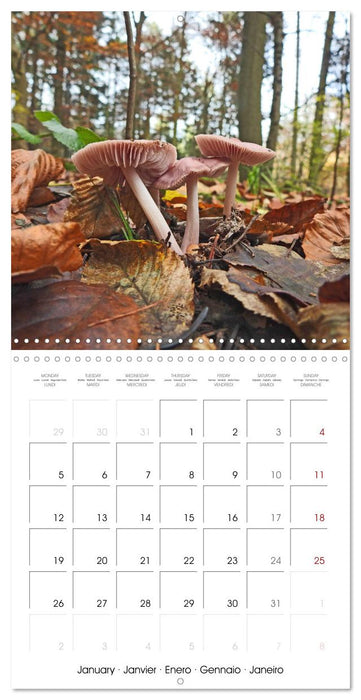 Habitat Forest (CALVENDO Monthly Calendar 2026)