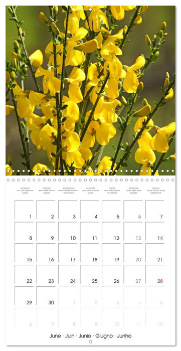 Habitat Forest (CALVENDO Monthly Calendar 2026)