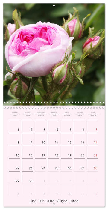 J'adore les roses (CALVENDO Calendrier mensuel 2026)