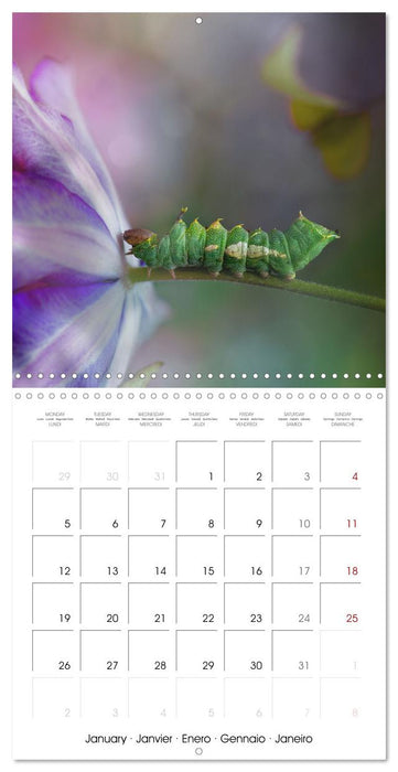 little heroes of nature (CALVENDO Monthly Calendar 2026)