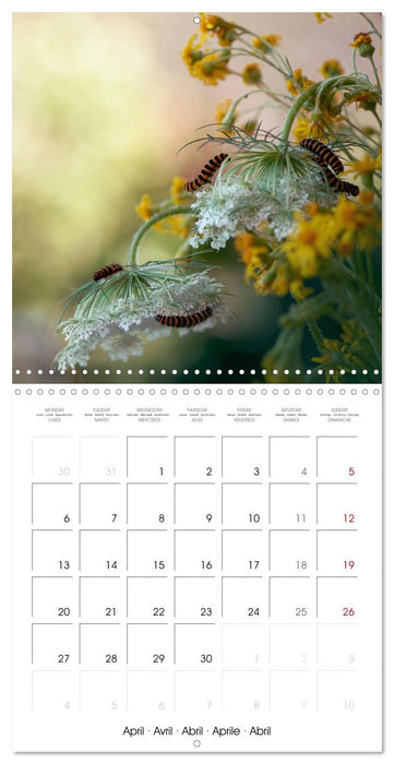 little heroes of nature (CALVENDO Monthly Calendar 2026)