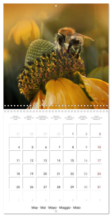 little heroes of nature (CALVENDO Monthly Calendar 2026)