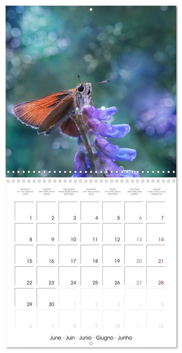 little heroes of nature (CALVENDO Monthly Calendar 2026)