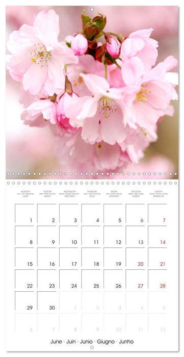 Time of Cherry Blossom (CALVENDO Monthly Calendar 2026)