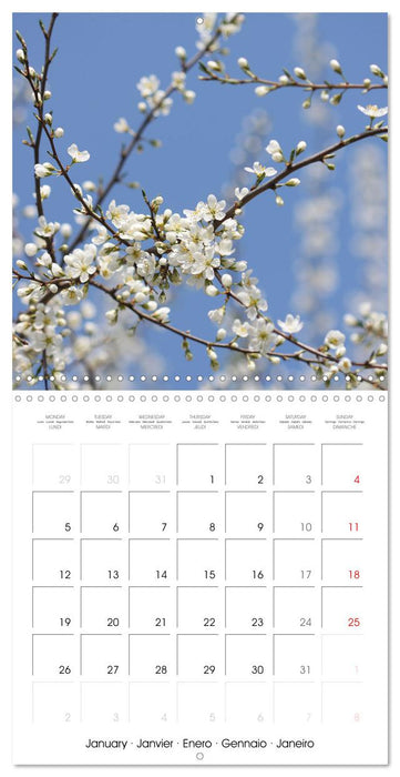 Arbres et arbustes la floraison (CALVENDO Calendrier mensuel 2026)