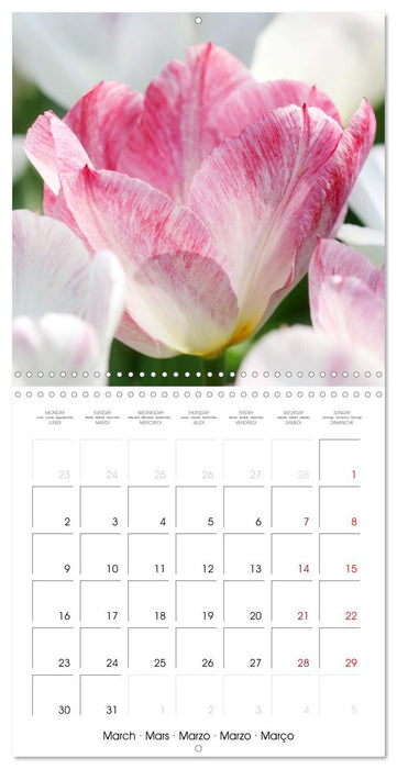 Tulipes élégantes (CALVENDO Calendrier mensuel 2026)