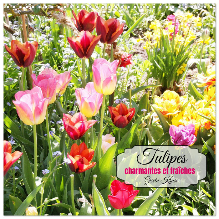 Tulipes charmantes et fraîches (CALVENDO Calendrier mensuel 2026)