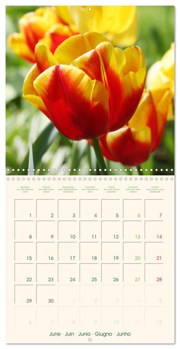 Tulipes charmantes et fraîches (CALVENDO Calendrier mensuel 2026)