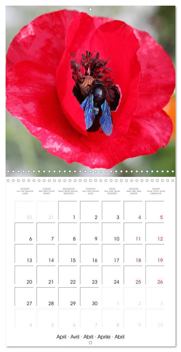 Insectes au travail (CALVENDO Calendrier mensuel 2026)