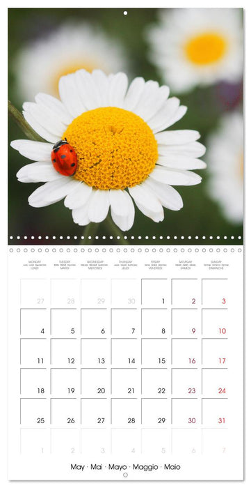 Insectes au travail (CALVENDO Calendrier mensuel 2026)