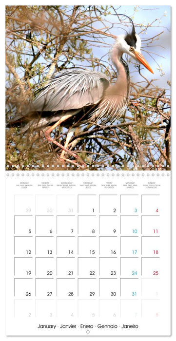 Au gré des plumes (CALVENDO Calendrier mensuel 2026)