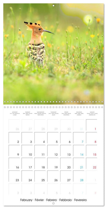 Au gré des plumes (CALVENDO Calendrier mensuel 2026)