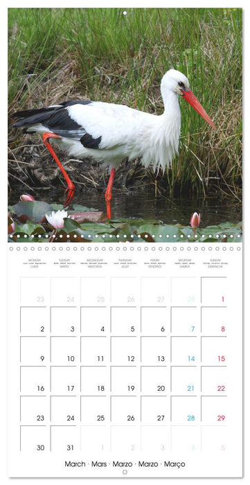 Au gré des plumes (CALVENDO Calendrier mensuel 2026)