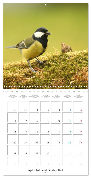 Au gré des plumes (CALVENDO Calendrier mensuel 2026)