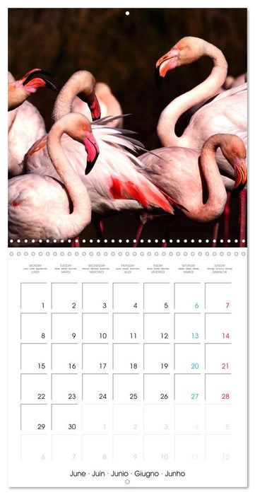 Au gré des plumes (CALVENDO Calendrier mensuel 2026)