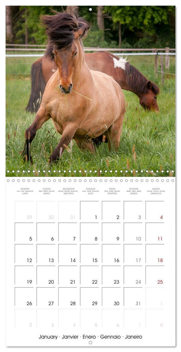 Charming Icelandic Horses (CALVENDO Monthly Calendar 2026)