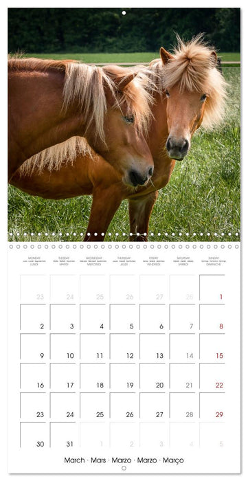 Charming Icelandic Horses (CALVENDO Monthly Calendar 2026)