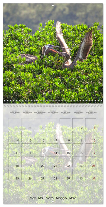 Floride – Découvertes dans l'État du soleil (CALVENDO Calendrier mensuel 2026)