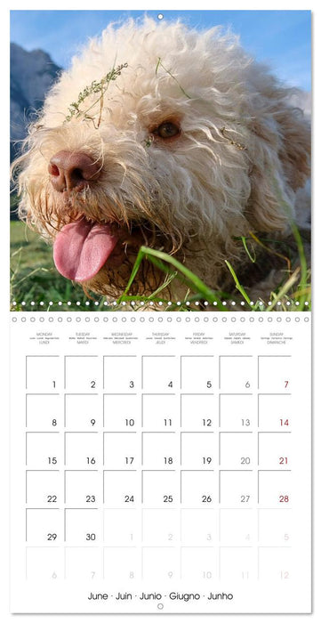 Lagotto Romagnolo Cute Little Teddy Bears (CALVENDO Monthly Calendar 2026)