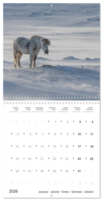 Icelandic Horses - wild and free (CALVENDO Monthly Calendar 2026)