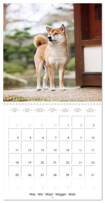 Little Samurais - The Shiba Inu (CALVENDO Monthly Calendar 2026)