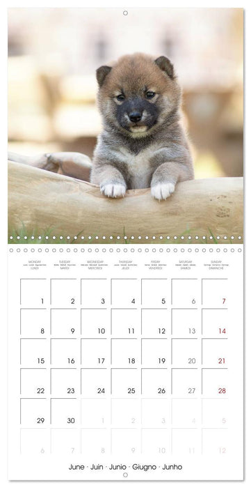 Little Samurais - The Shiba Inu (CALVENDO Monthly Calendar 2026)