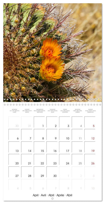 SAGUARO NATIONAL PARK Arizona desert impressions (CALVENDO Monthly Calendar 2026)