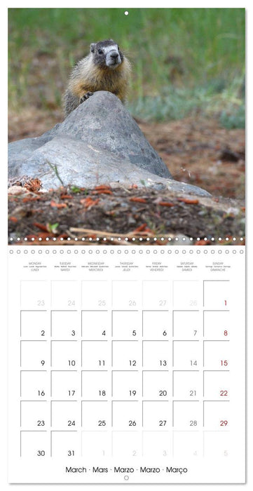 Marmots - Cute and Curious (CALVENDO Monthly Calendar 2026)