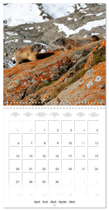 Marmots - Cute and Curious (CALVENDO Monthly Calendar 2026)