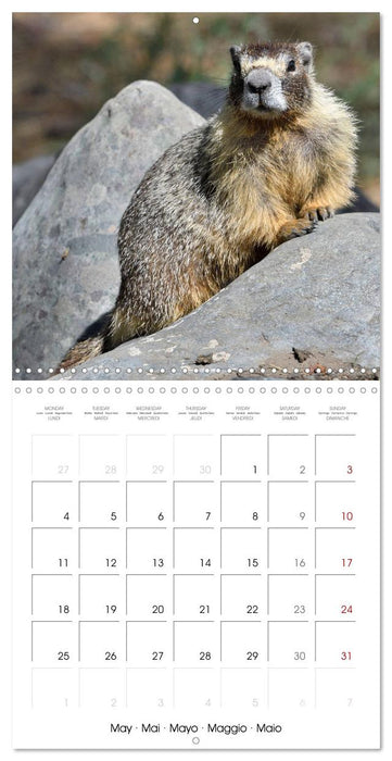 Marmots - Cute and Curious (CALVENDO Monthly Calendar 2026)