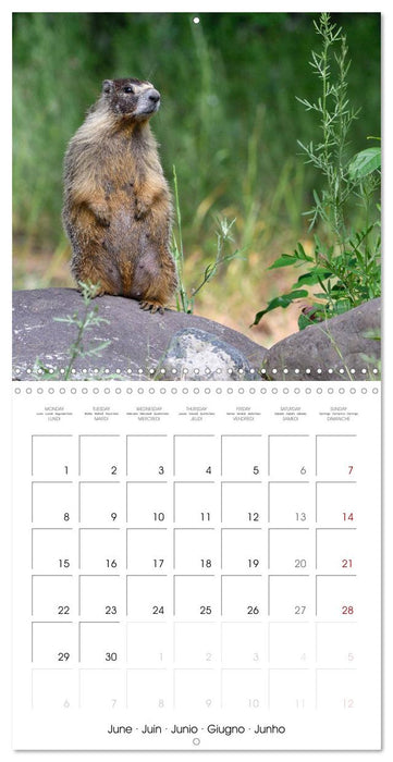 Marmots - Cute and Curious (CALVENDO Monthly Calendar 2026)