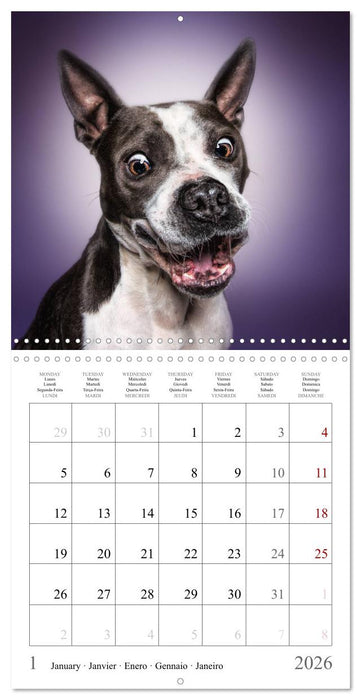Funny Dog Faces (CALVENDO Monthly Calendar 2026)