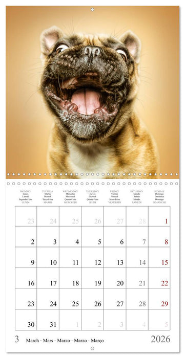 Funny Dog Faces (CALVENDO Monthly Calendar 2026)