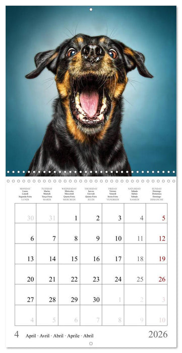 Funny Dog Faces (CALVENDO Monthly Calendar 2026)