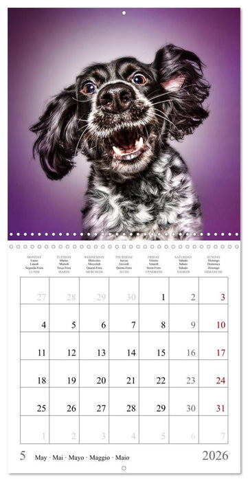 Funny Dog Faces (CALVENDO Monthly Calendar 2026)