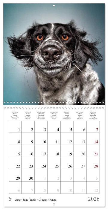 Funny Dog Faces (CALVENDO Monthly Calendar 2026)