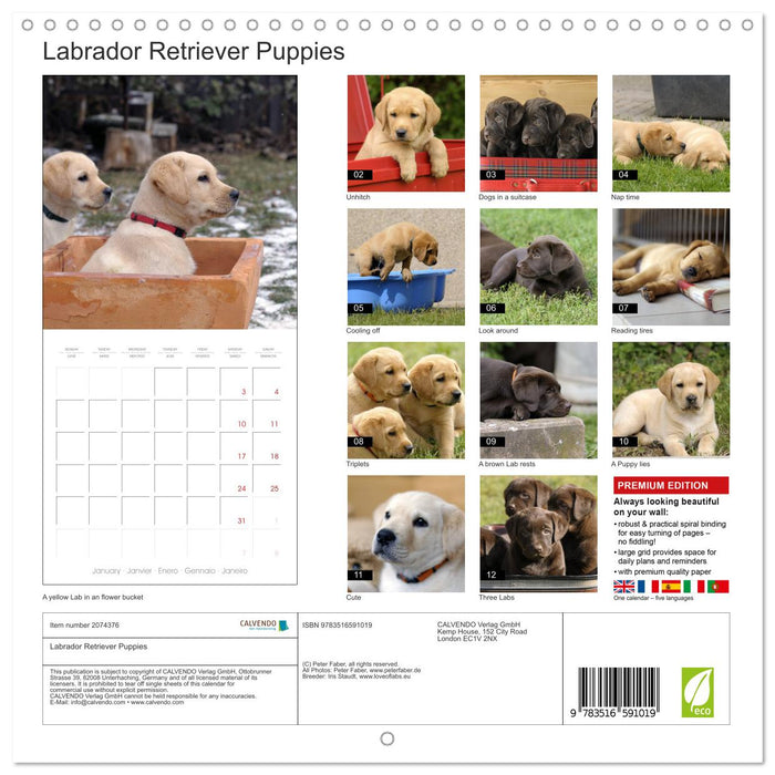 Labrador Retriever Puppies (CALVENDO Monthly Calendar 2026)
