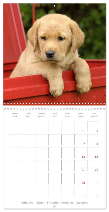 Labrador Retriever Puppies (CALVENDO Monthly Calendar 2026)