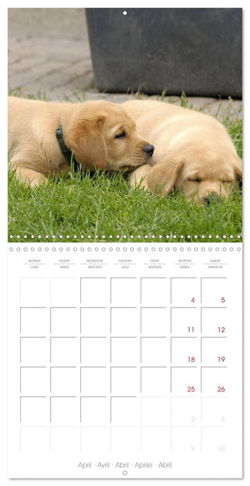 Labrador Retriever Puppies (CALVENDO Monthly Calendar 2026)