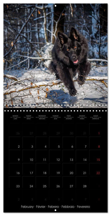 BLACK IS BEAUTIFUL Long-haired Black German Shepherds (CALVENDO Monthly Calendar 2026)